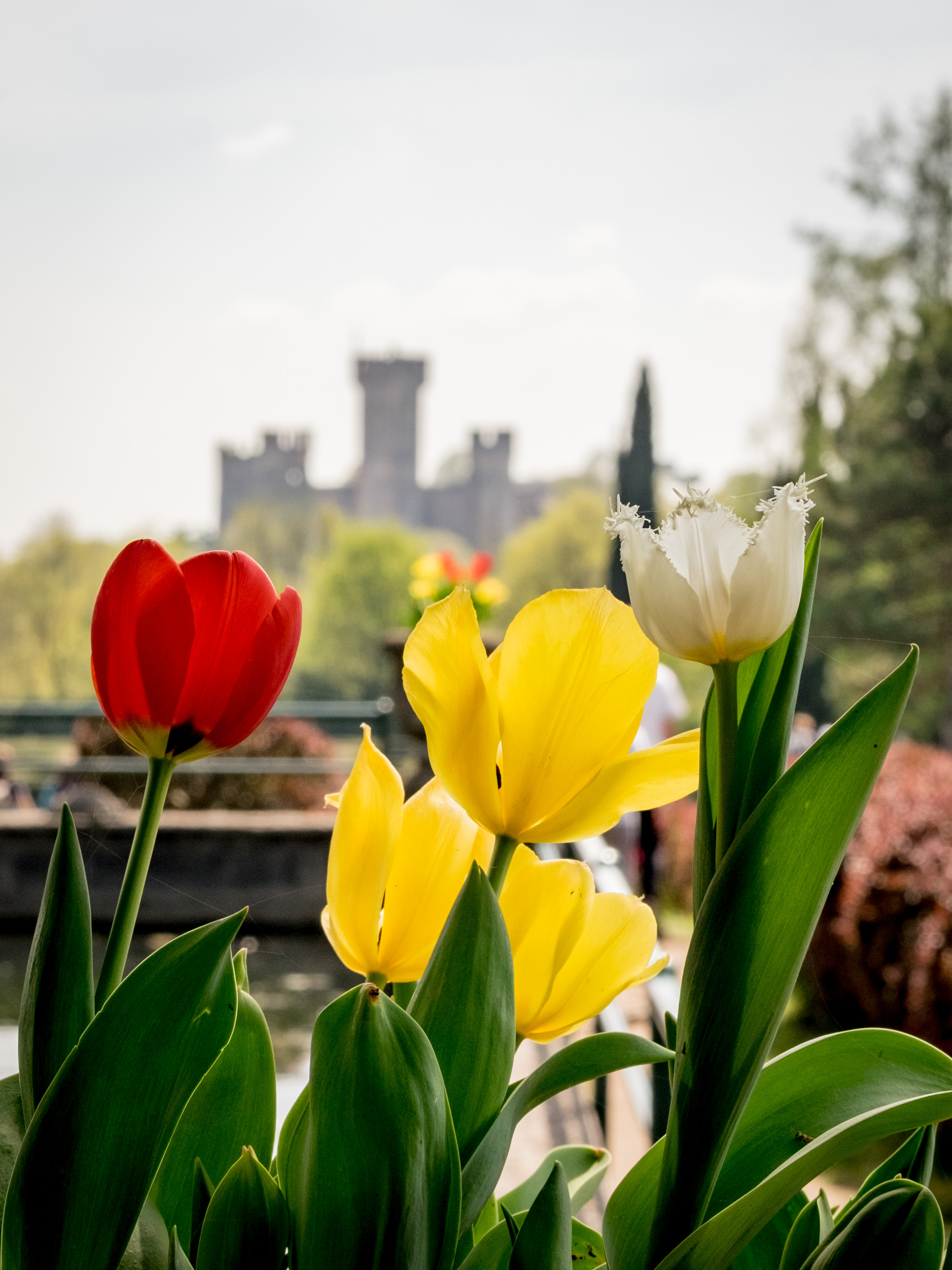 Tulipani al Parco Sigurtà, Valeggio