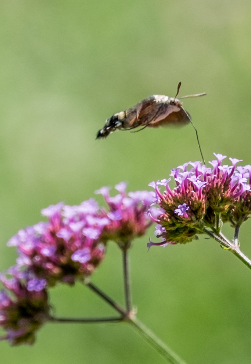 Parco Sigurtà – Farfalla Sfinge