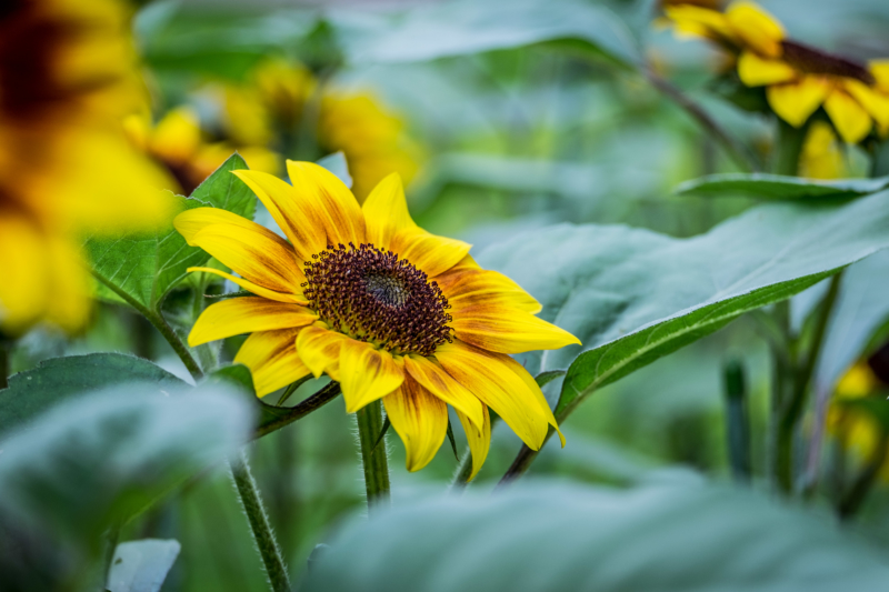 Parco Sigurtà – Girasoli