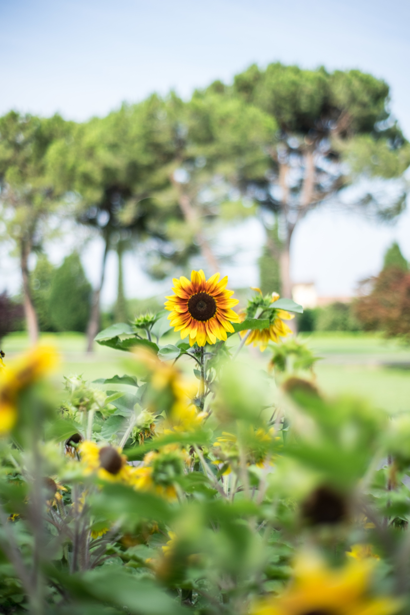 Girasoli al Parco Sigurtà
